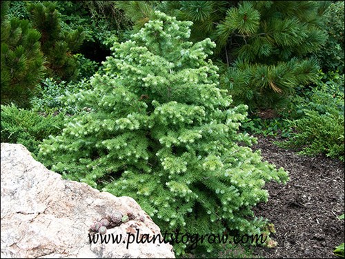 Larix Wolterdingen is a very slow growing dwarf conifer.  Reaching around 2 by 2 feet in 10 years.
